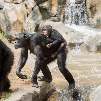 Juvenile Chimpanzee riding piggy back on its mother