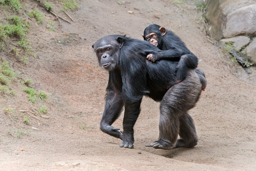 Juvenile Chimpanzee riding piggy back on its mother