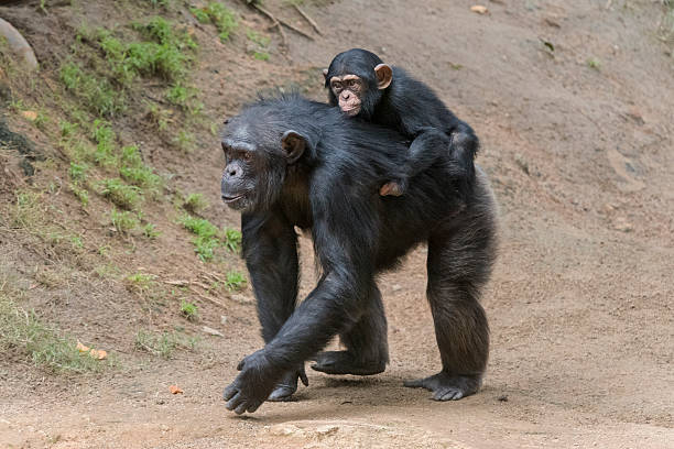 Mother Chimpanzee and her newborn Young Chimpanzee riding piggy back on its mother chimpanzee photos stock pictures, royalty-free photos & images