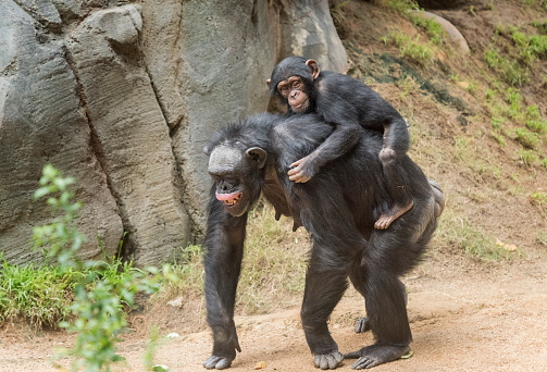 Young Chimpanzee riding piggy back on its monther