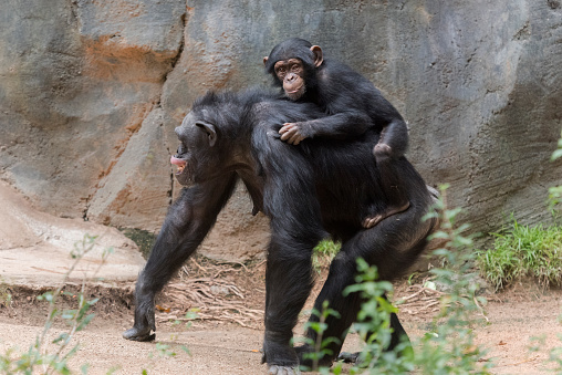 Young Chimpanzee riding piggy back on its mother
