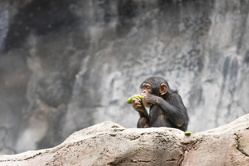 Juvenile Chimpanzee munching on a cucumber