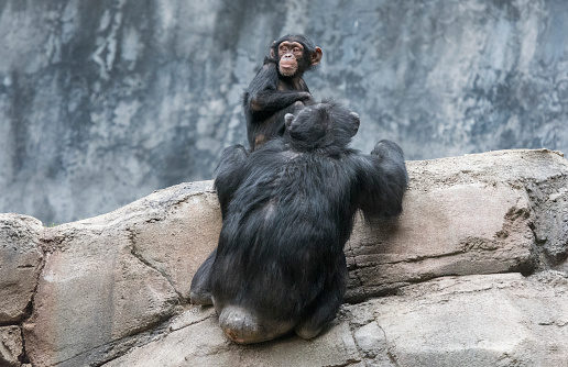 Mother and juvenile Chimpanzee