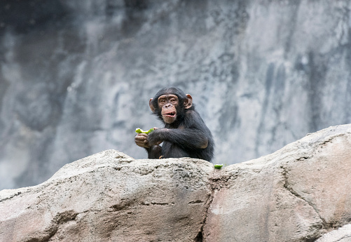 Juvenile Chimpanzee holding a cucumber