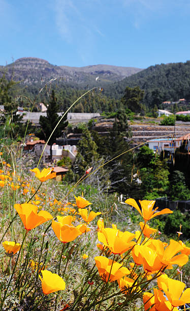 California poppy (Eschscholzia californica) field with California poppy (Eschscholzia californica) in Vilaflor, Tenerife (Spain) village vilaflor on tenerife stock pictures, royalty-free photos & images