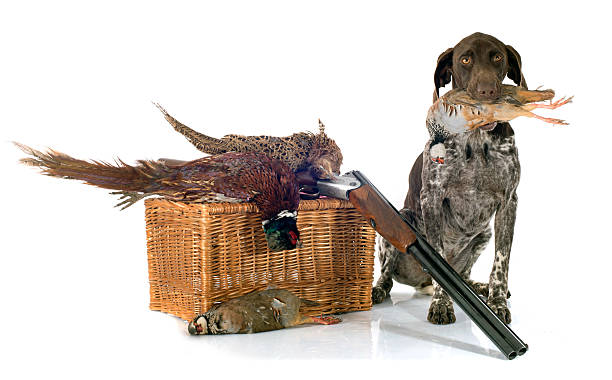 istock hunting games and dog 524943859