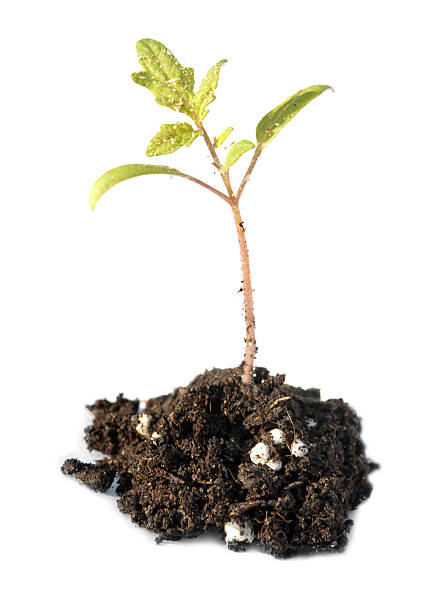 istock plant of tomato 524945437