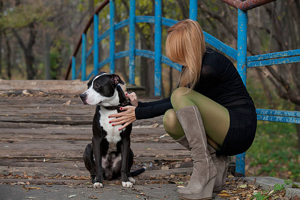 Long-haired blonde woman in high boots stroking dog Stylish blonde in short dress holding the collar purebred dog on bridge womens blue suede shoes stock pictures, royalty-free photos & images