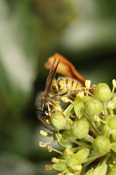 istock One German Wasp taking pollen from an ivy flower 524947231