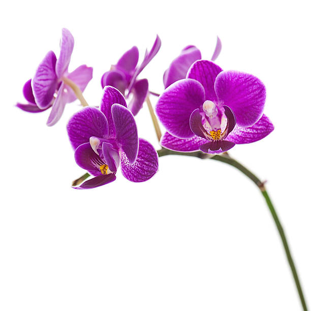 istock Very Rare Purple Orchid Isolated on White Background. 524948595