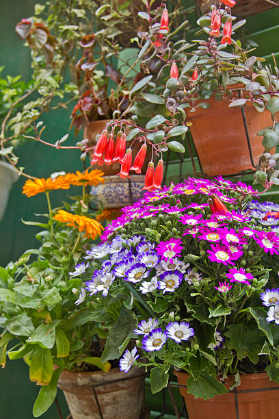 istock Many vases on a garden 524948945