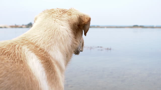 SLO MO Labrador on a shore of the lake