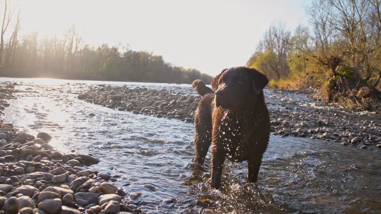 SLO MO Labrador searching for it's prey