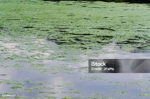 Turbid Water Contaminated By Algae Stock Photo - Download Image Now - Oscillatoria Tenuis, Algal Bloom, Lake