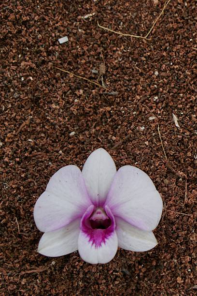 istock soft pink orchid on the saw dust 2 524997855