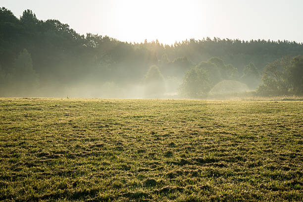 istock misty fields and meadows after the rain in summer 524999059