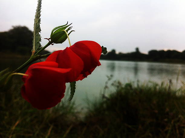 uma flor - 5600 imagens e fotografias de stock