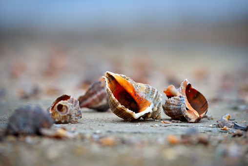 seashells on wet sand at shore
