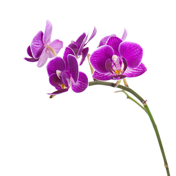 istock Very Rare Purple Orchid Isolated on White Background. 525000871