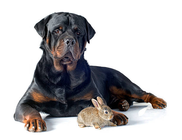 istock European rabbit and rottweiler 525001199