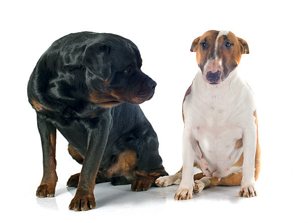 istock bull terrier and rottweiler 525001205