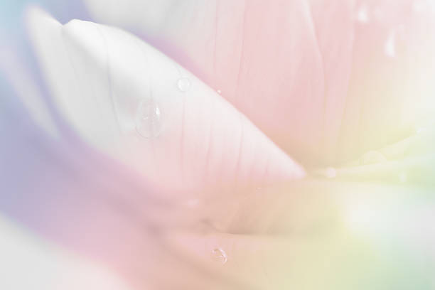istock lotus petal closeup background 525001309