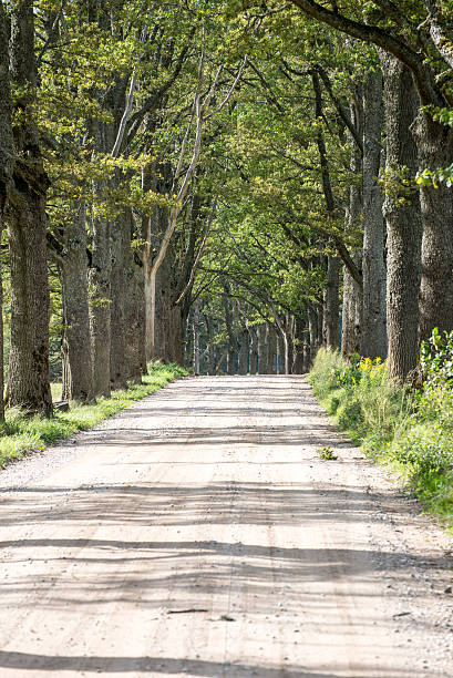 istock country road alley lit by evening sun 525001485