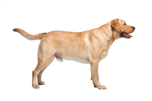 Labrador  isolated on white background in studio