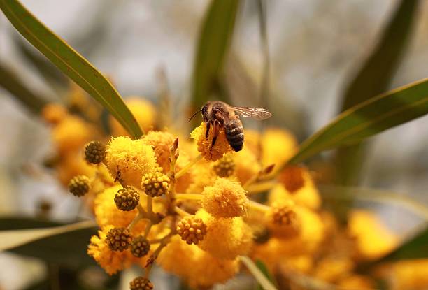 istock Honey bee on yellow flower 525001561