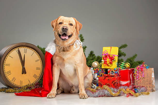 Labrador as Santa. New Year's garland and presents