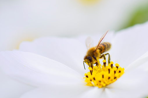 Honey bee collecting pollen from white cosmos flower.