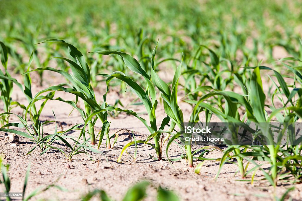 Campo de agricultura com milho - Foto de stock de Agricultura royalty-free