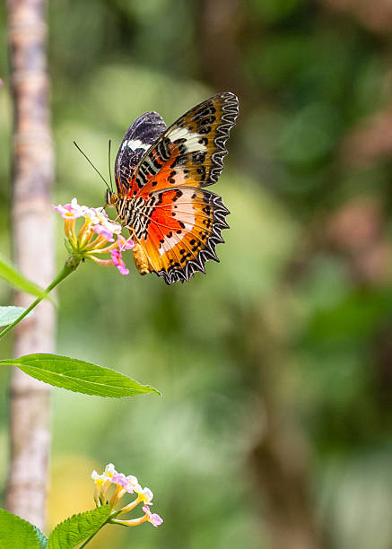 istock Plain Lacewing butterfly in a garden 525012862