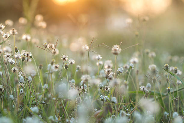istock Vintage flower photo in sunset 525013044