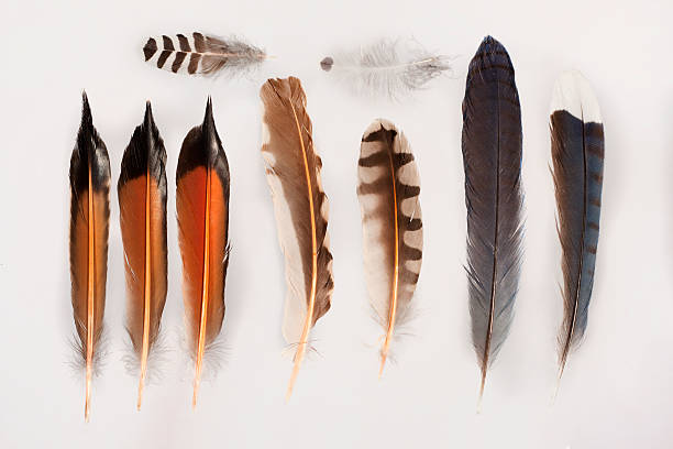 Northern flicker blue jay feather collection Colorado