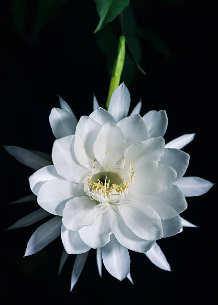 White Flower Night Blooming Cereus also known as queen of the night night blooming cereus stock pictures, royalty-free photos & images