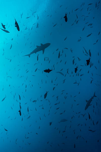 istock Grey reef sharks, Blue Corner - Palau 525014142