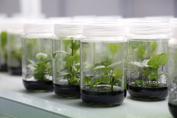 istock Experimental plants in glass jars in the lab 525014246