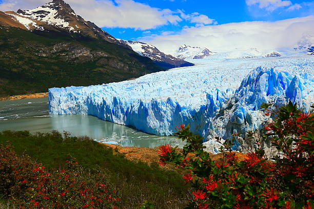 perito moreno gletscher, frühlingsblumen, patagonien argentinien, el calafate - serac stock-fotos und bilder