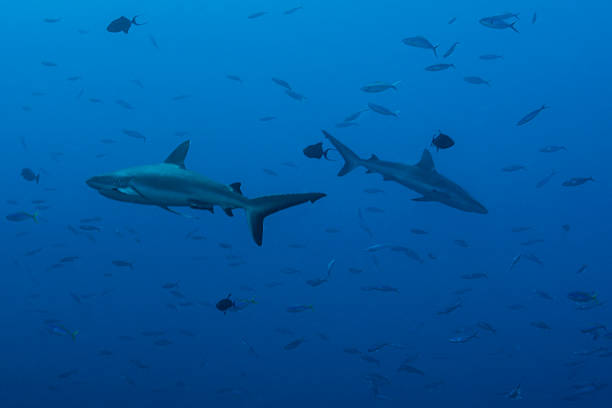 istock Grey reef sharks, Blue Corner - Palau 525015130