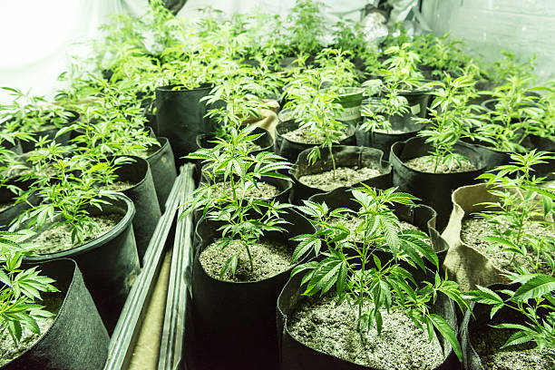 istock Small Marijuana Plants in a Green House 525015136