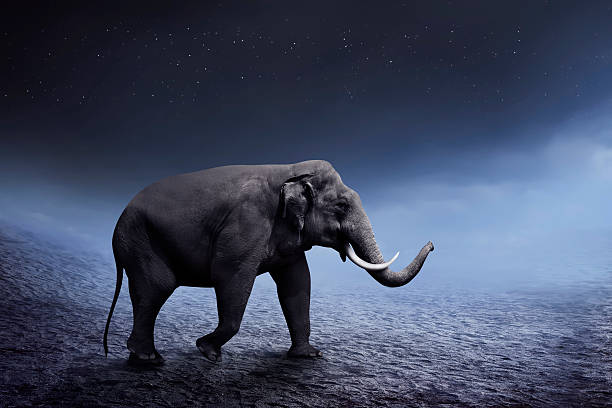 istock Sumatran elephant walk on the desert 525015968