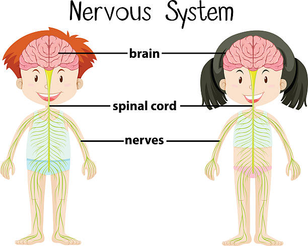 stockillustraties, clipart, cartoons en iconen met nervous system of boy and girl - neurology child