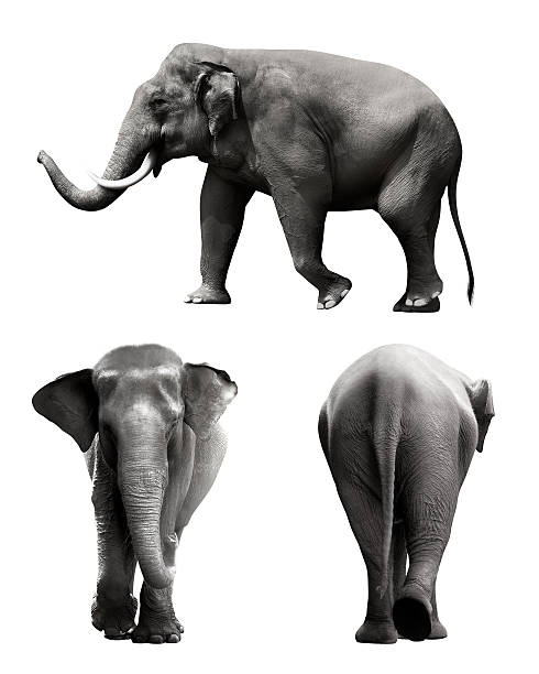 Set of sumatran elephant image Set of sumatran elephant image isolated over white background indian elephant stock pictures, royalty-free photos & images