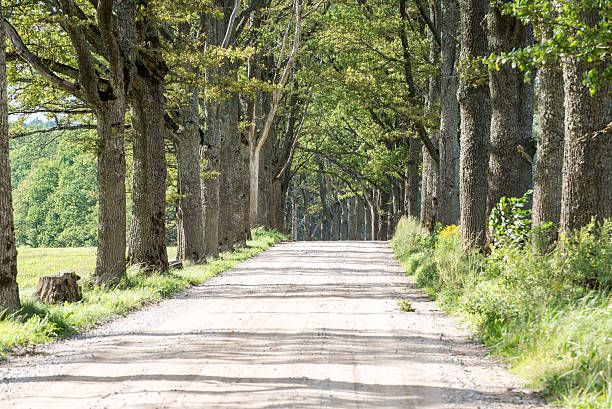 istock country road alley lit by evening sun 525016383