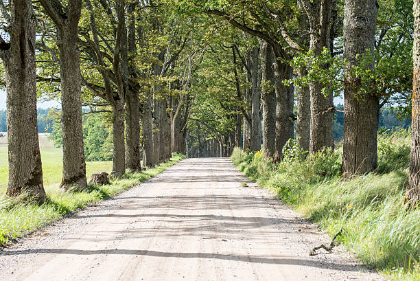 istock country road alley lit by evening sun 525016389