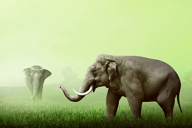 Sumatran elephant walking on the green field with another elephant