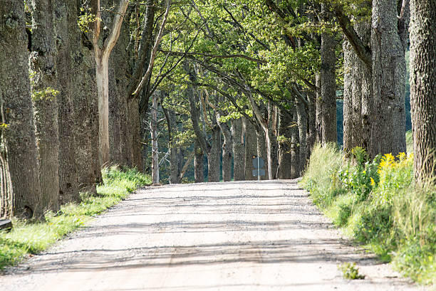 istock country road alley lit by evening sun 525016403