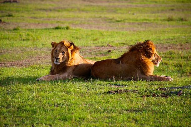 istock Lions in Masai Mara National Reserve 525016679