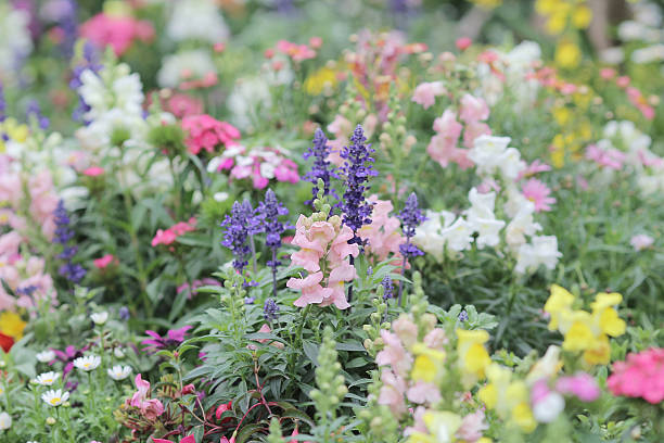istock flower beds in formal garden 525016686